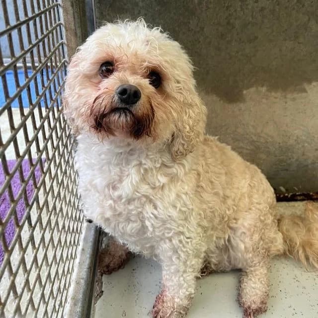 Tikka,  (Many Tears Animal Rescue)