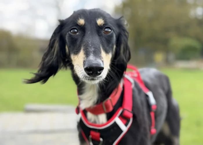 Misty
									
																		
									
										Available
									
									
									
					, female mixed breed for adoption at RSPCA Danaher Animal Home, Braintree