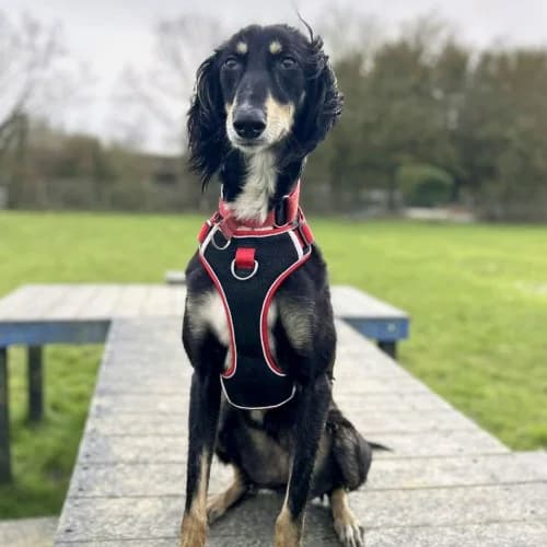 Misty
									
																		
									
										Available
									
									
									
					, black female mixed breed for adoption at RSPCA Danaher Animal Home, Braintree — photo 2 of 9