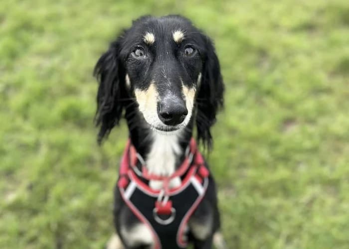 Misty
									
																		
									
										Available
									
									
									
					, black female mixed breed for adoption at RSPCA Danaher Animal Home, Braintree — photo 3 of 9