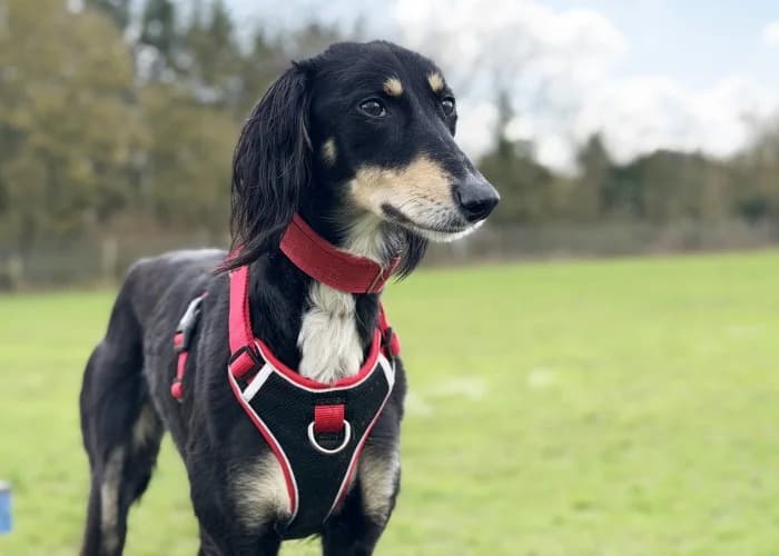 Misty
									
																		
									
										Available
									
									
									
					, black female mixed breed for adoption at RSPCA Danaher Animal Home, Braintree — photo 4 of 9