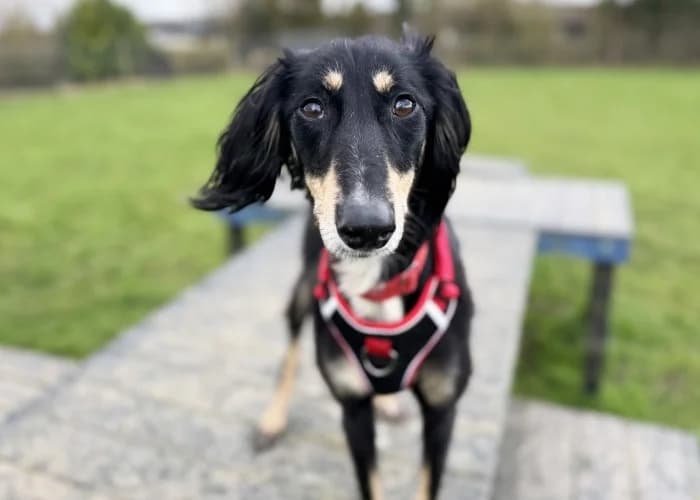Misty
									
																		
									
										Available
									
									
									
					, black female mixed breed for adoption at RSPCA Danaher Animal Home, Braintree — photo 6 of 9