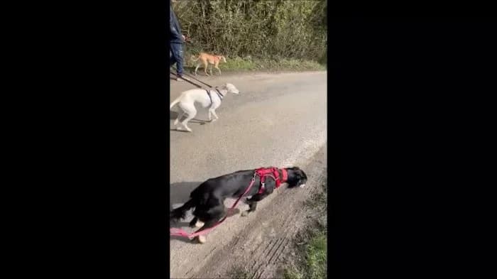 Misty
									
																		
									
										Available
									
									
									
					, black female mixed breed for adoption at RSPCA Danaher Animal Home, Braintree — photo 7 of 9