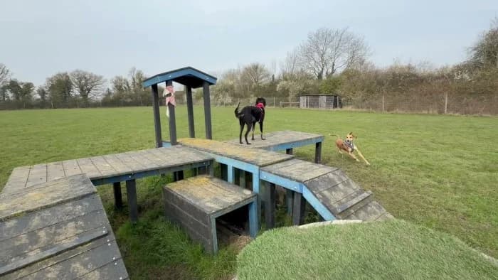 Misty
									
																		
									
										Available
									
									
									
					, black female mixed breed for adoption at RSPCA Danaher Animal Home, Braintree — photo 8 of 9