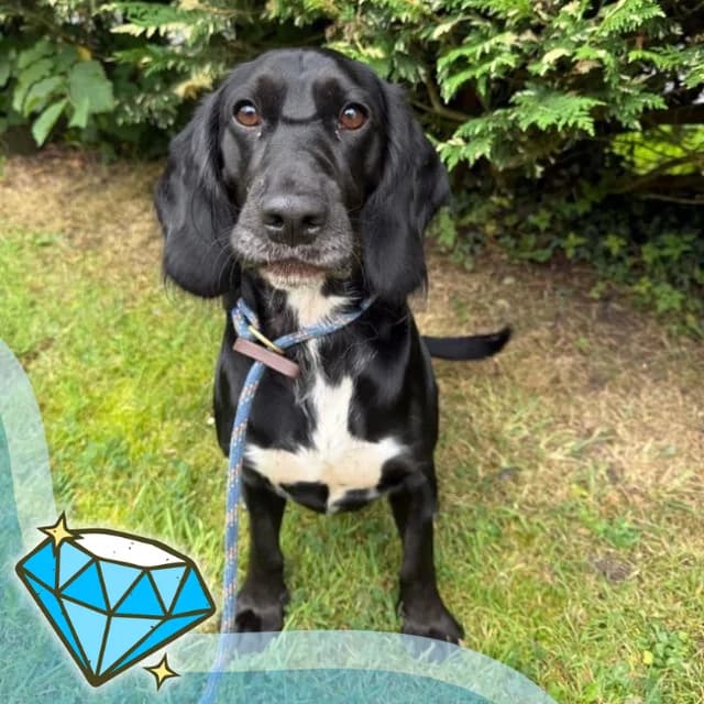 Gabriel, male 4yo Beagle for adoption at Many Tears Animal Rescue, Llanelli