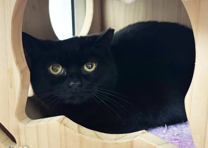 Leo
									
																		
									
										Being Assessed
									
									
									
		, male Domestic Shorthair for adoption at RSPCA Danaher Animal Home, Braintree