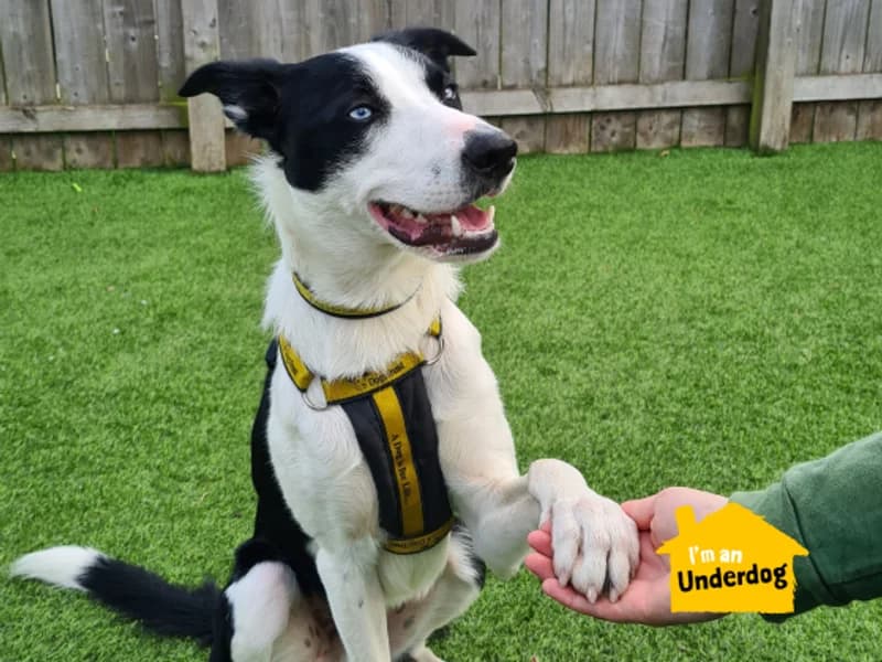 Hugo, male 4yo Border Collie for adoption at Dogs Trust West Calder, West Calder