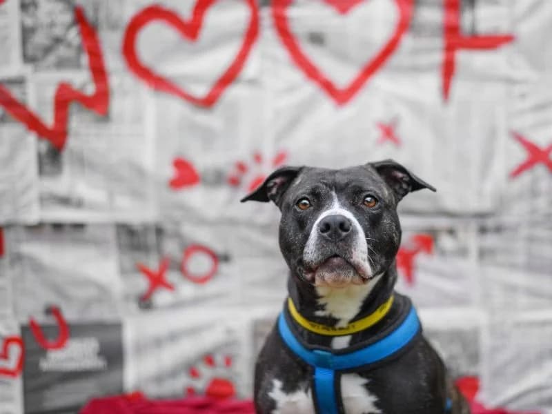 Stella, female 4yo Staffordshire Bull Terrier for adoption at Dogs Trust Kenilworth, Kenilworth