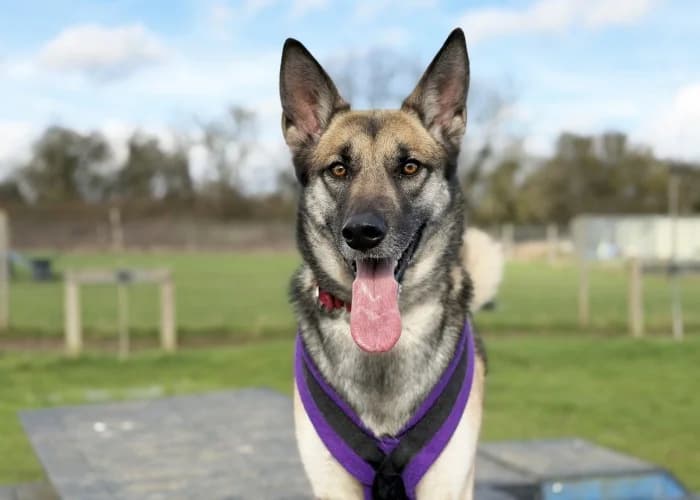 Bella
									
																		
									
										Being Assessed
									
									
									
, female mixed breed for adoption at RSPCA Danaher Animal Home, Braintree