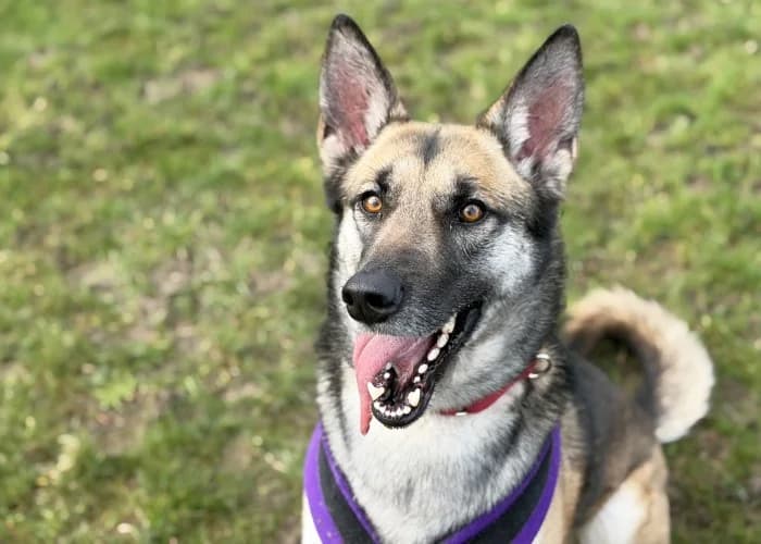 Bella
									
																		
									
										Being Assessed
									
									
									
, tan female mixed breed for adoption at RSPCA Danaher Animal Home, Braintree — photo 4 of 8