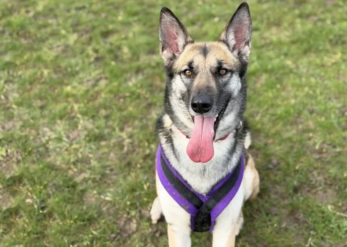 Bella
									
																		
									
										Being Assessed
									
									
									
, tan female mixed breed for adoption at RSPCA Danaher Animal Home, Braintree — photo 6 of 8