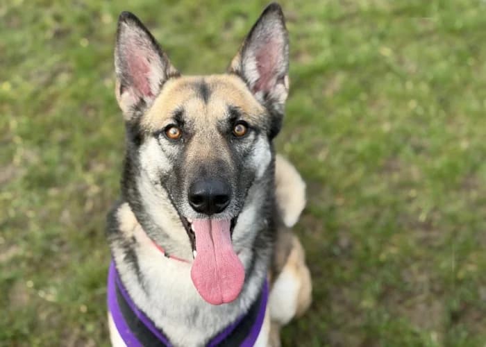Bella
									
																		
									
										Being Assessed
									
									
									
, tan female mixed breed for adoption at RSPCA Danaher Animal Home, Braintree — photo 8 of 8