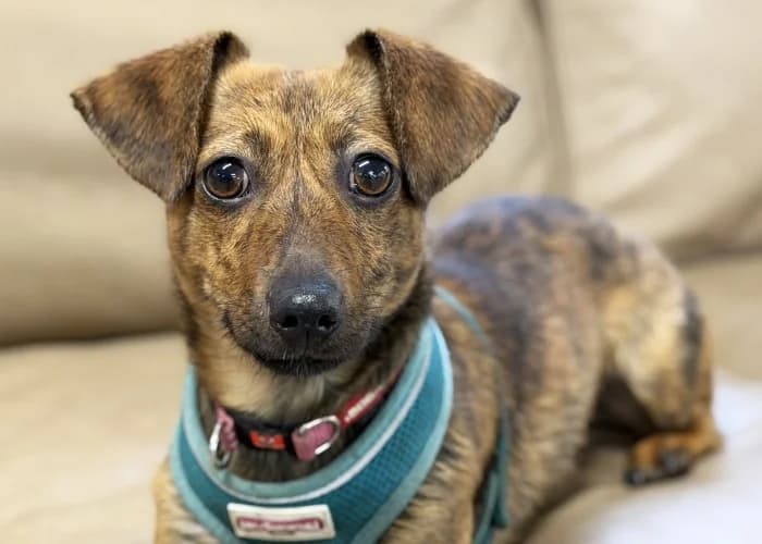 Sparkles
									
																		
									
										Available
									
									
									
		, female Dachshund for adoption at RSPCA Danaher Animal Home, Braintree