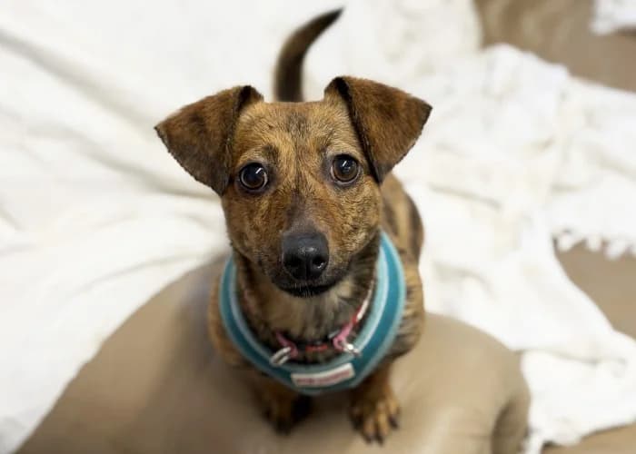 Sparkles
									
																		
									
										Available
									
									
									
		, tan female Dachshund for adoption at RSPCA Danaher Animal Home, Braintree — photo 3 of 6