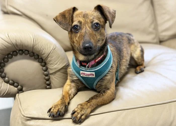 Sparkles
									
																		
									
										Available
									
									
									
		, tan female Dachshund for adoption at RSPCA Danaher Animal Home, Braintree — photo 4 of 6