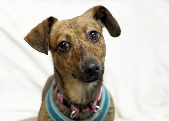 Sparkles
									
																		
									
										Available
									
									
									
		, tan female Dachshund for adoption at RSPCA Danaher Animal Home, Braintree — photo 5 of 6