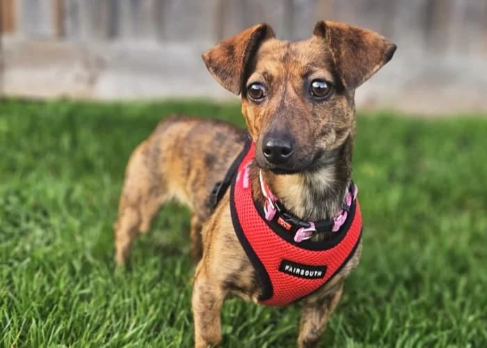 Sparkles
									
																		
									
										Available
									
									
									
		, tan female Dachshund for adoption at RSPCA Danaher Animal Home, Braintree — photo 6 of 6