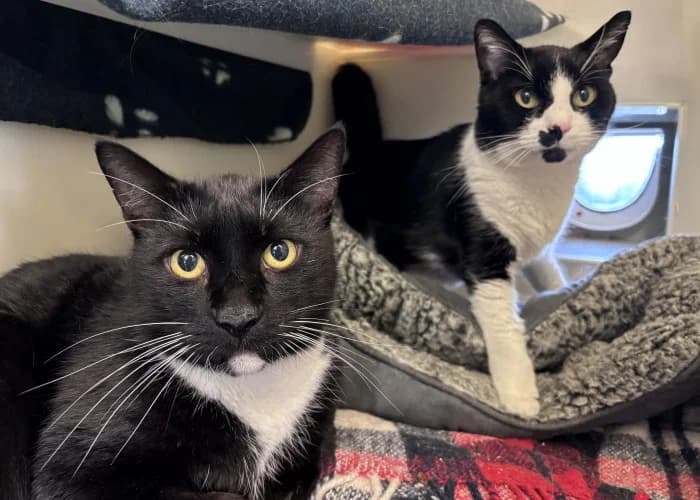 Zico & Oscar Temporarily Reserved More Information, male senior Mixed Breed Cat for adoption at RSPCA Danaher Animal Home, Braintree
