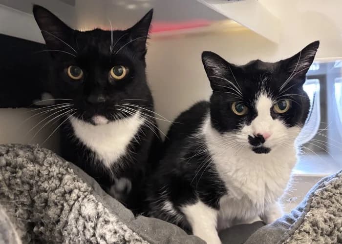 Zico & Oscar
									
																		
									
										Available
									
									
								, black male Mixed Breed Cat for adoption at RSPCA Danaher Animal Home, Braintree — photo 2 of 4