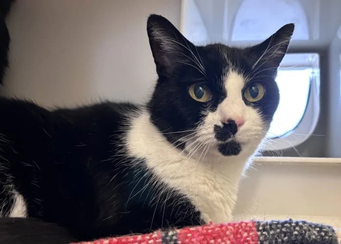 Zico & Oscar
									
																		
									
										Available
									
									
								, black male Mixed Breed Cat for adoption at RSPCA Danaher Animal Home, Braintree — photo 3 of 4