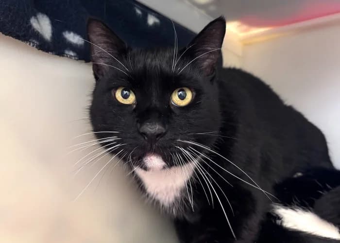 Zico & Oscar
									
																		
									
										Available
									
									
								, black male Mixed Breed Cat for adoption at RSPCA Danaher Animal Home, Braintree — photo 4 of 4