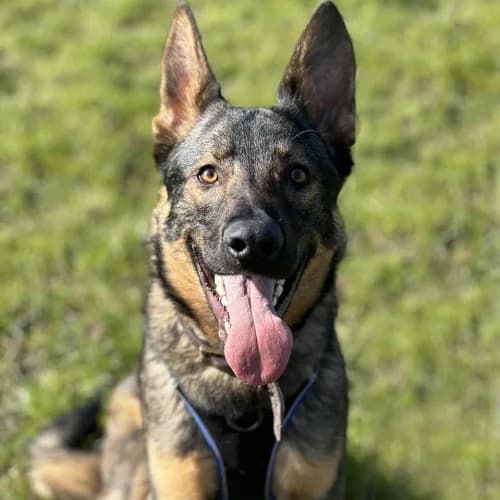 Juba
									
																		
									
										Being Assessed
									
									
									
	, male German Shepherd for adoption at RSPCA Danaher Animal Home, Braintree