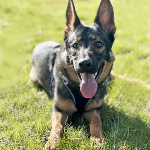 Juba
									
																		
									
										Being Assessed
									
									
									
	, black and tan male German Shepherd for adoption at RSPCA Danaher Animal Home, Braintree — photo 2 of 7