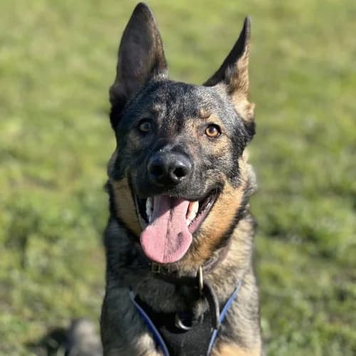 Juba
									
																		
									
										Being Assessed
									
									
									
	, black and tan male German Shepherd for adoption at RSPCA Danaher Animal Home, Braintree — photo 3 of 7
