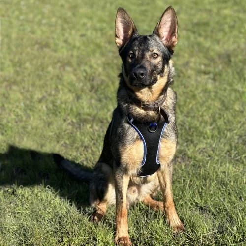 Juba
									
																		
									
										Being Assessed
									
									
									
	, black and tan male German Shepherd for adoption at RSPCA Danaher Animal Home, Braintree — photo 4 of 7