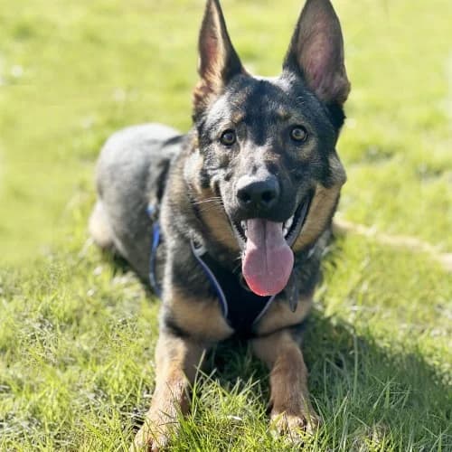 Juba
									
																		
									
										Being Assessed
									
									
									
	, black and tan male German Shepherd for adoption at RSPCA Danaher Animal Home, Braintree — photo 5 of 7