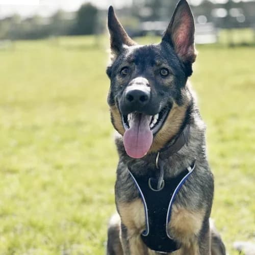 Juba
									
																		
									
										Being Assessed
									
									
									
	, black and tan male German Shepherd for adoption at RSPCA Danaher Animal Home, Braintree — photo 6 of 7