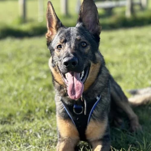Juba
									
																		
									
										Being Assessed
									
									
									
	, black and tan male German Shepherd for adoption at RSPCA Danaher Animal Home, Braintree — photo 7 of 7