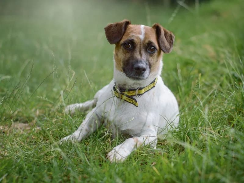 Sammy, male senior Jack Russell Terrier for adoption at Dogs Trust Kenilworth, Kenilworth