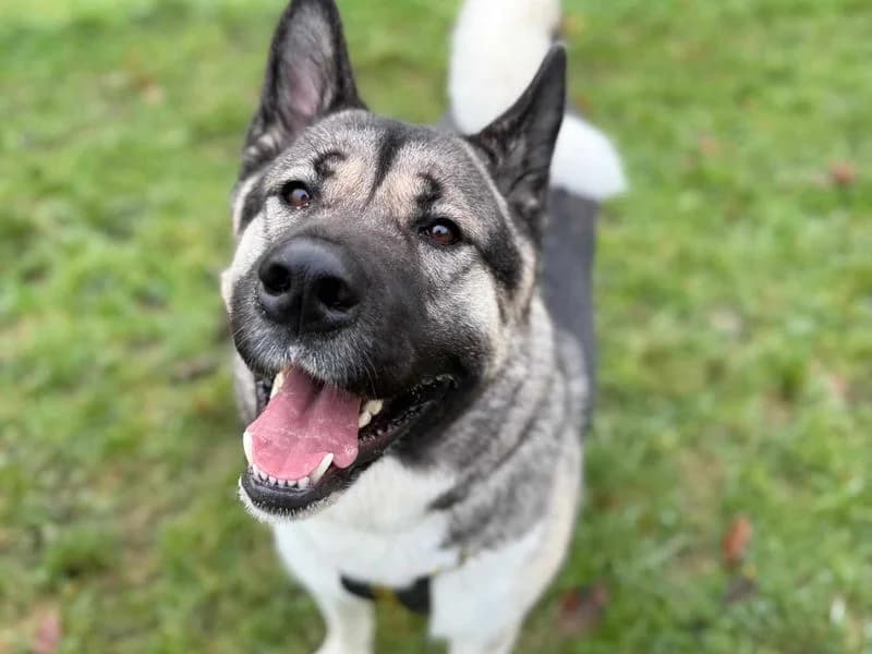 Bucky, Akita (Dogs Trust Loughborough)