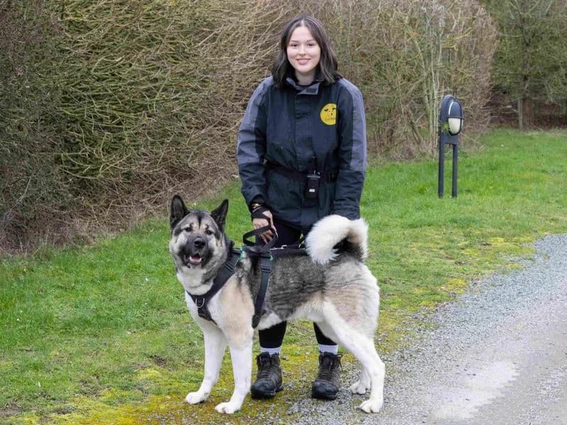 Bucky, male 3yo Akita for adoption at Dogs Trust Loughborough, Wymeswold