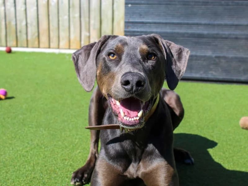 Norman, male Doberman for adoption at Dogs Trust Darlington, Sadberge