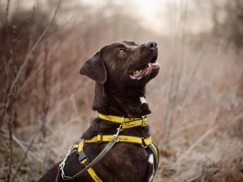 Copper, male young Labrador Retriever for adoption at Dogs Trust Kenilworth, Kenilworth