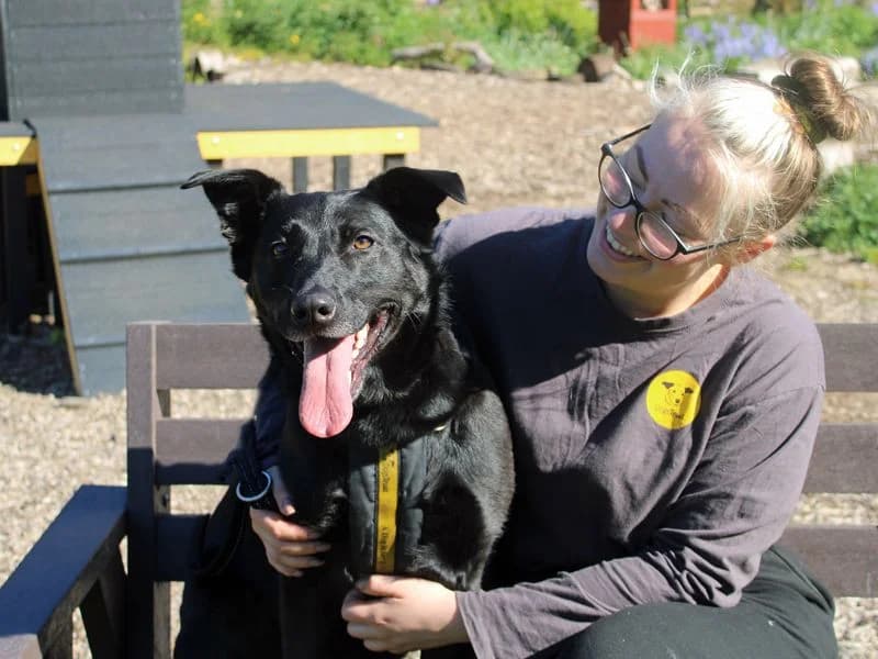 Nala, female 3yo mixed breed for adoption at Dogs Trust Merseyside, Liverpool