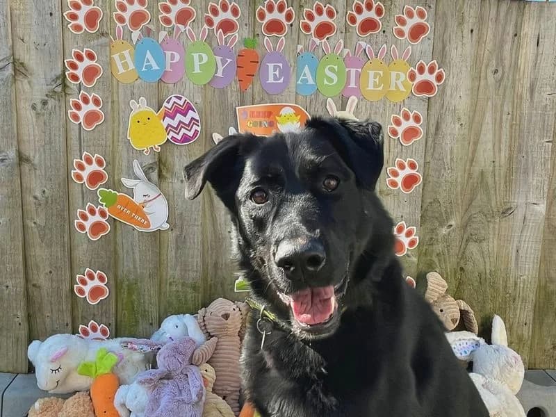 Pax, male 7yo mixed breed for adoption at Dogs Trust Snetterton, Snetterton