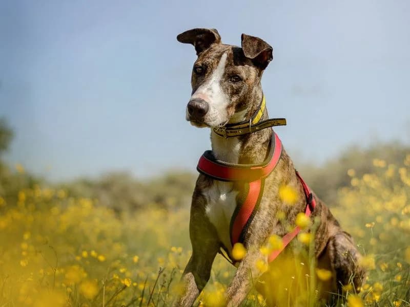 Chief, male 5yo mixed breed for adoption at Dogs Trust Basildon, Wickford