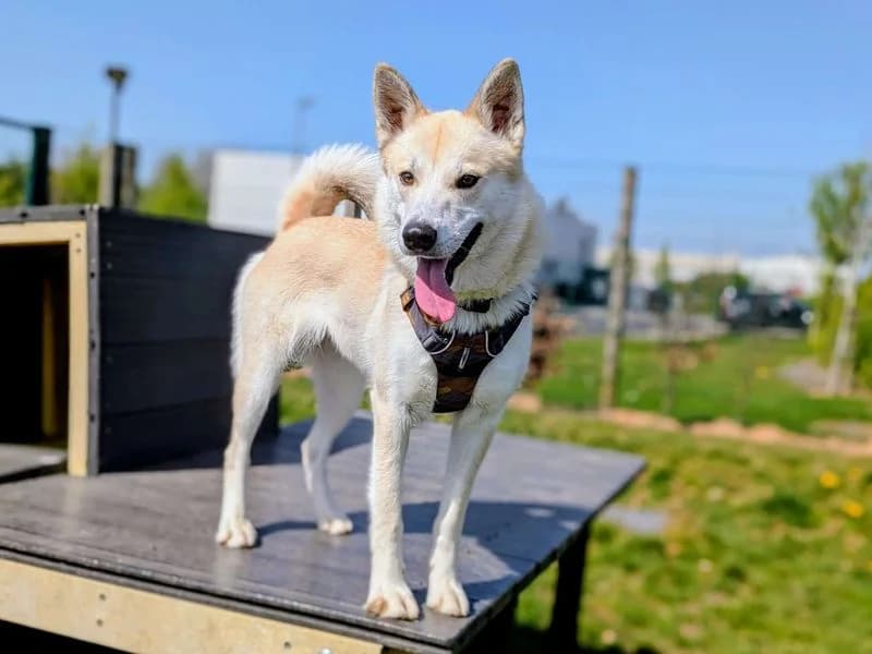 Meeko, female young Husky for adoption at Dogs Trust Cardiff, Cardiff