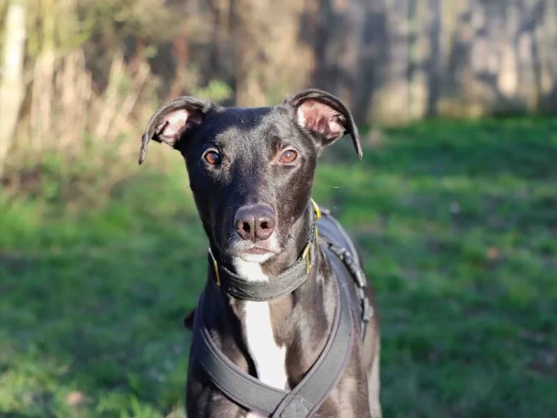Ollie, male young Lurcher for adoption at Dogs Trust Darlington, Sadberge