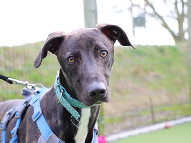 Arthur, male young mixed breed for adoption at Dogs Trust Darlington, Sadberge