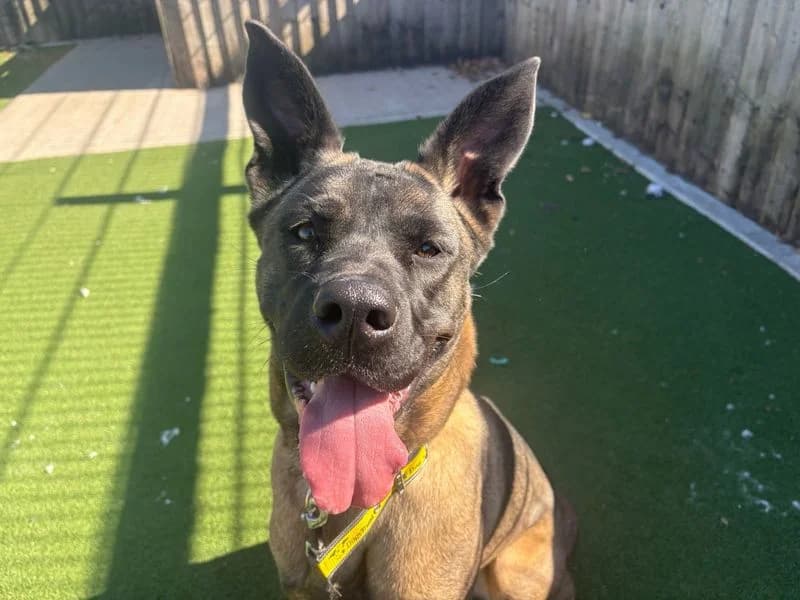 Coco, female young Cane Corso for adoption at Dogs Trust Cardiff, Cardiff