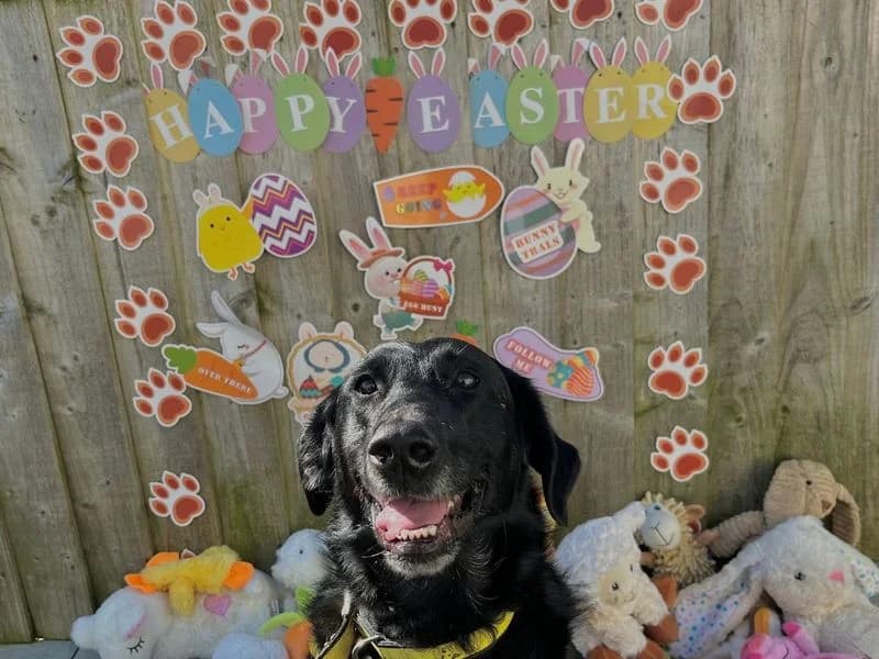 Pebbles, female 7yo Labrador Retriever for adoption at Dogs Trust Snetterton, Snetterton