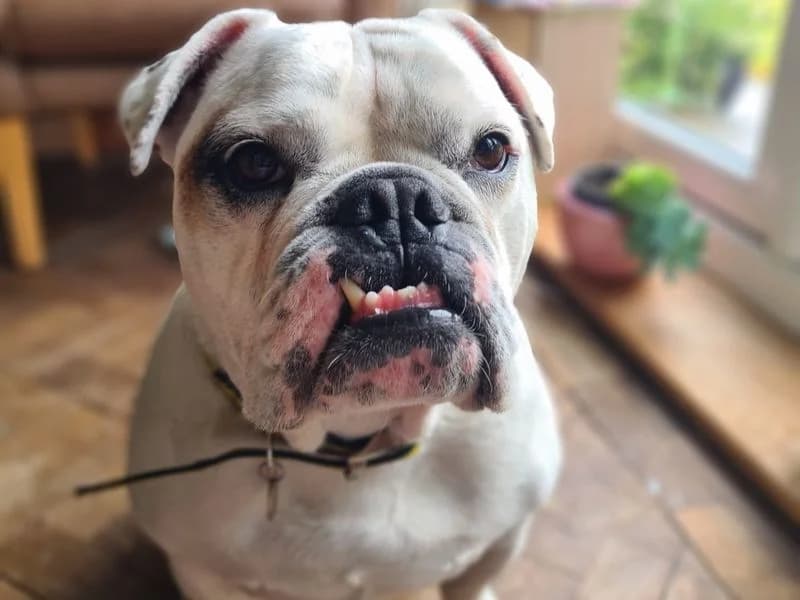 Vinnie, male 7yo English Bulldog for adoption at Dogs Trust Shrewsbury, Telford