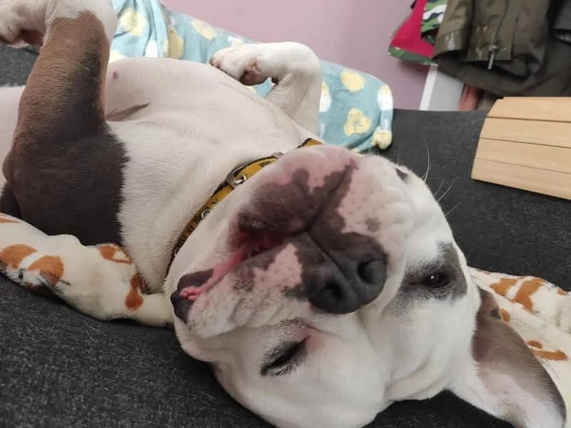Cali, female 3yo English Bulldog for adoption at Dogs Trust Basildon, Wickford