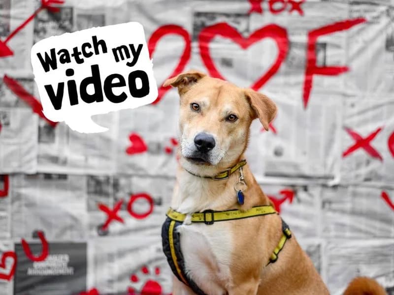 Donny, unknown male Mixed Breed for adoption at Dogs Trust Kenilworth, Kenilworth