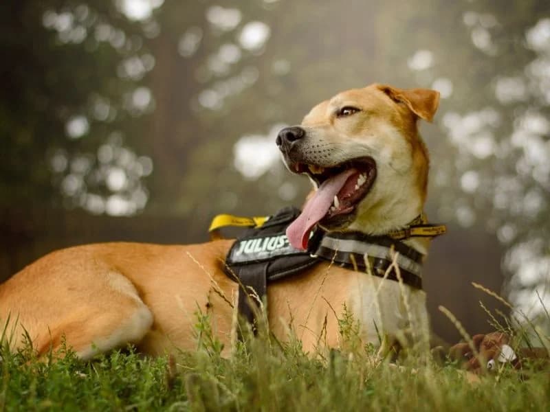 Donny, male young Mixed Breed for adoption at Dogs Trust Kenilworth, Kenilworth
