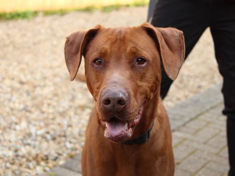 Talen, male 6yo Doberman for adoption at Dogs Trust Newbury, Newbury